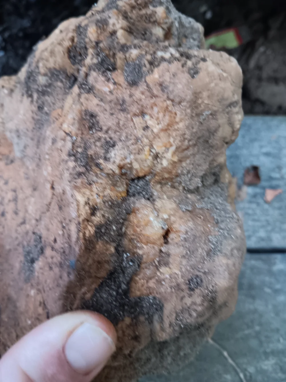 Unopened GEODIZED Geode Fossil